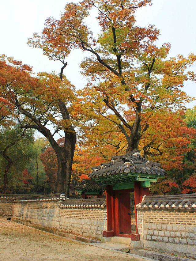 Autumn Serenity: Exploring the Secret Garden of Changdeokgung