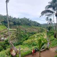 UBUD Rice Terrace - A must Visit 