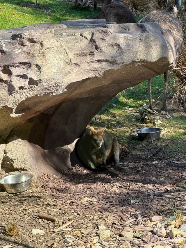 澳大利亞/塔龍加動物園旅遊攻略