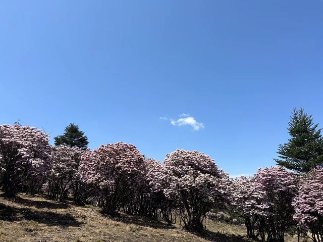 最美的杜娟花！