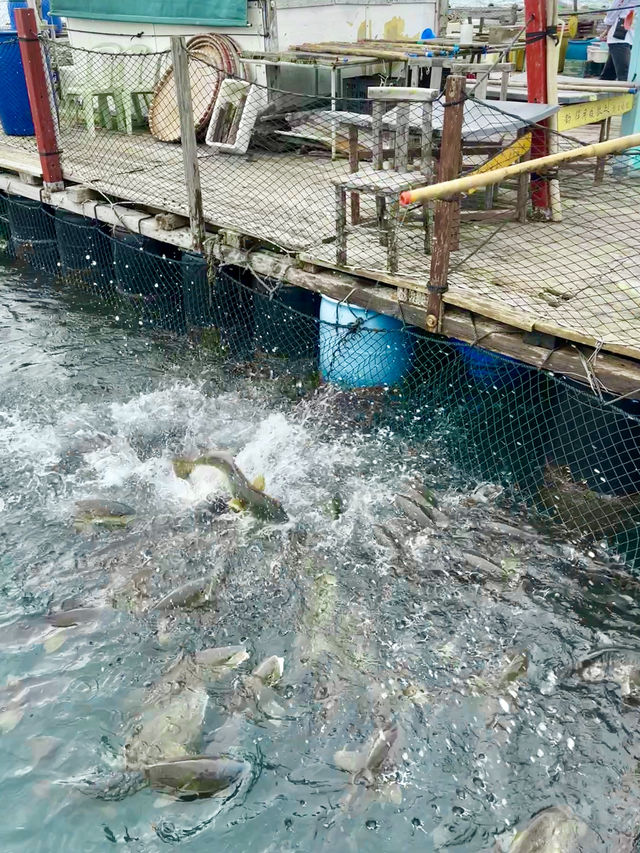 來香港玩總要去海島體驗一次漁民生活吧