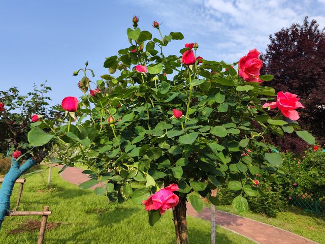 遇見最美月季合肥植物園