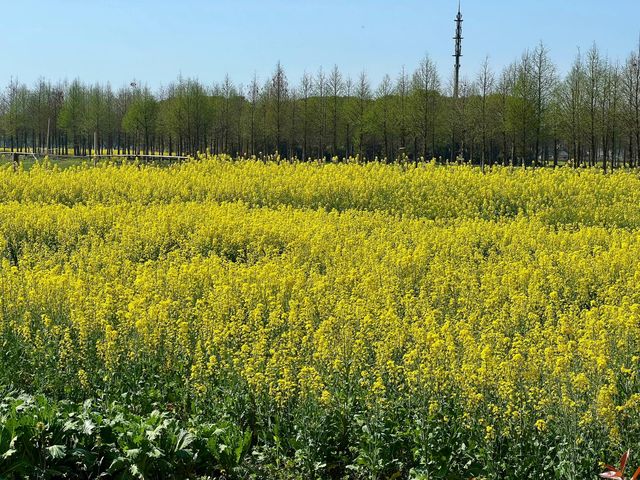 上海青西郊野公園｜上海避暑的水上自然園與綠野仙蹤