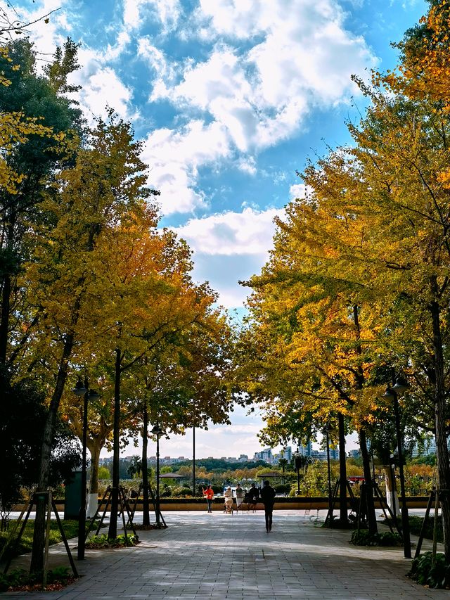 初冬上海，公園美景。