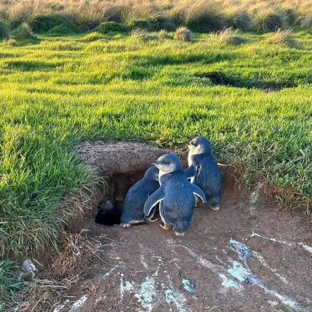 Witness the Magic of Phillip Island's Penguin Parade!