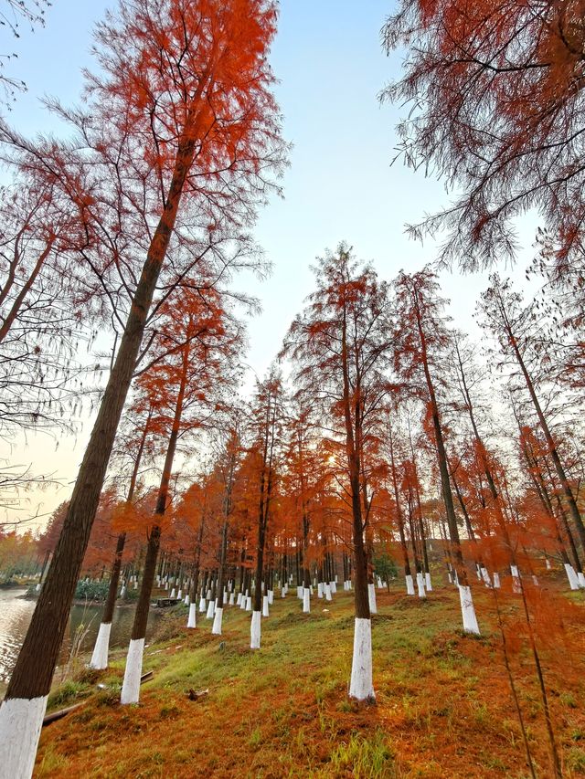 雙洲公園周末擠不下，完全可以去桃花源嘛！