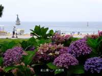 🇰🇷韓國｜釜山➰夏季釜山海邊賞五顏六色繡球花《海雲台 松林店》