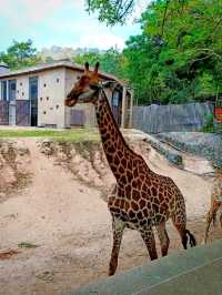 🇹🇭 Khao Kheow Open Zoo