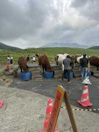 【熊本観光】阿蘇の草千里ヶ浜の放牧タイム🐴