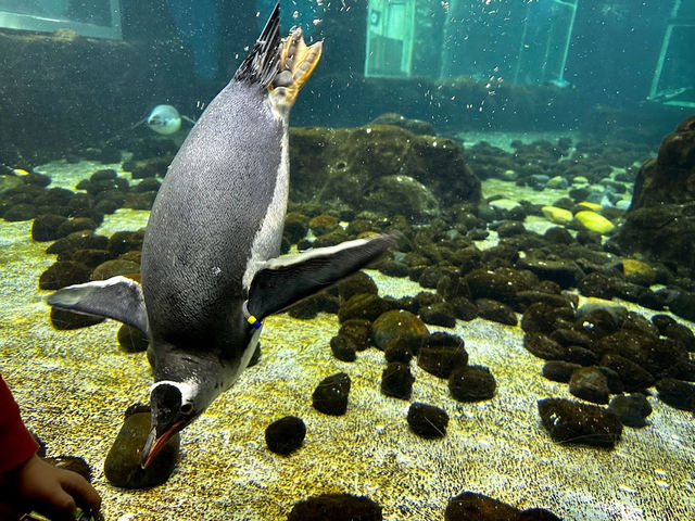 SEA LIFE Sydney Aquarium