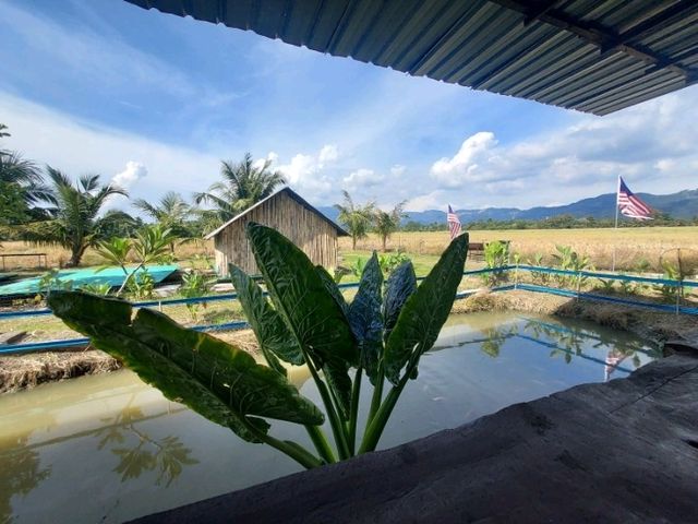 A breathtaking scene of padfy field at Balik Pulau