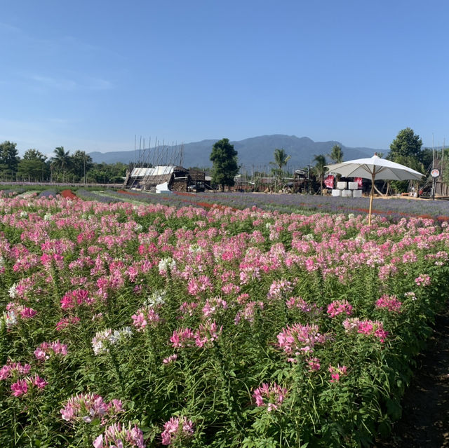 "Chiang Mai's flower farms: a feast for the eyes and a balm for the soul. Nature at its finest!