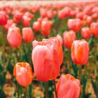 MESMERISING VIEW OF 73 VARIETIES OF TULIPS.