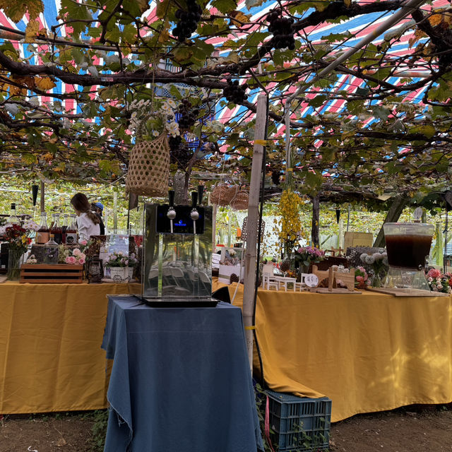 Grape picking with afternoon tea