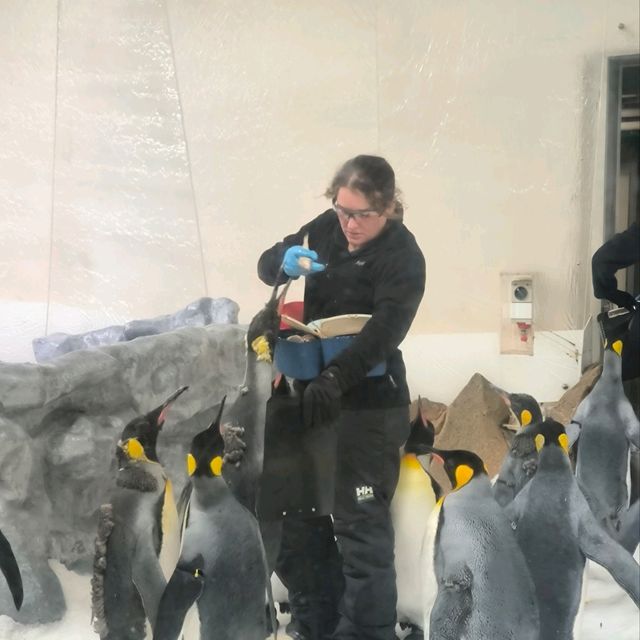 【墨爾本海洋生物水族館】是可近距離觀看海洋生物,實屬難得,來吧！