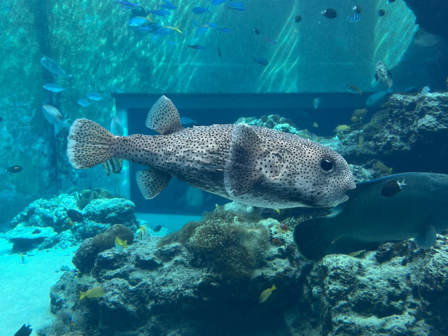 🌊沖繩美麗海水族館：世界最大水族箱與海豚表演的震撼之旅🐋