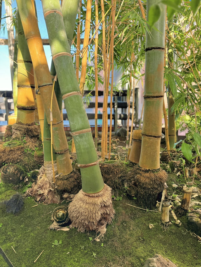 【東京】穴場スポット!!植物好きさん集まれー!!冬でも楽しめるあったかスポット