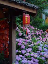 媲美京都清水寺｜杭州初夏的第一抹驚艷來自永福寺的繁花