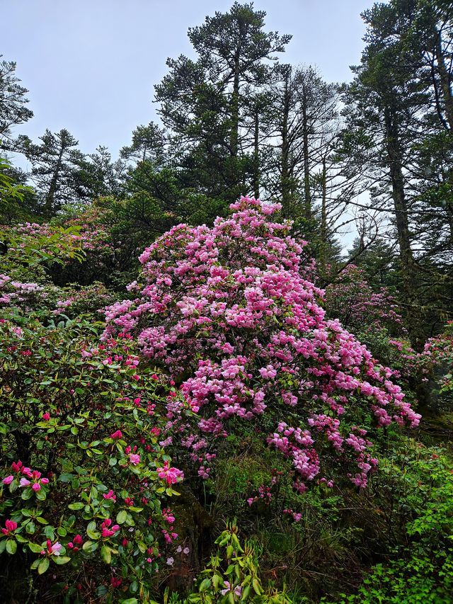 索瑪花開螺髻山