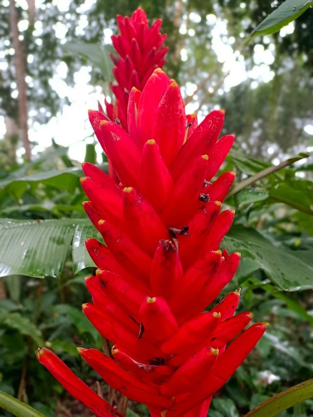 Xishuangbanna Botanic Garden: Real Jungle Garden!