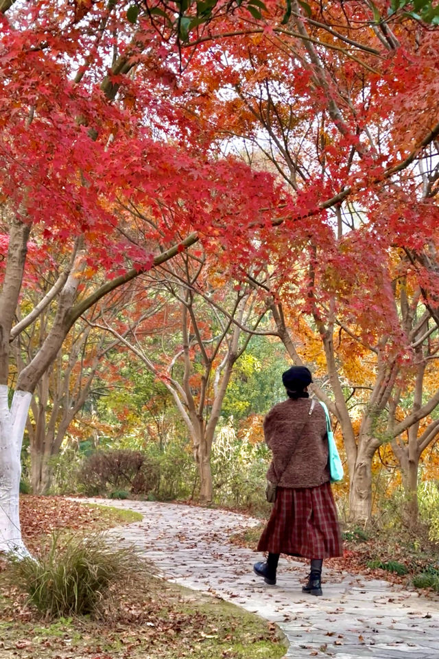 蘇州家門口的銀杏紅楓，竟如此驚艷