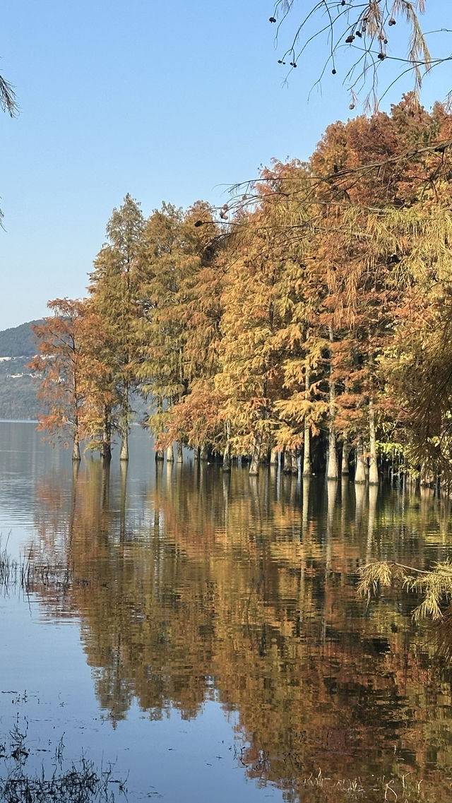 秋日的四明湖紅杉林