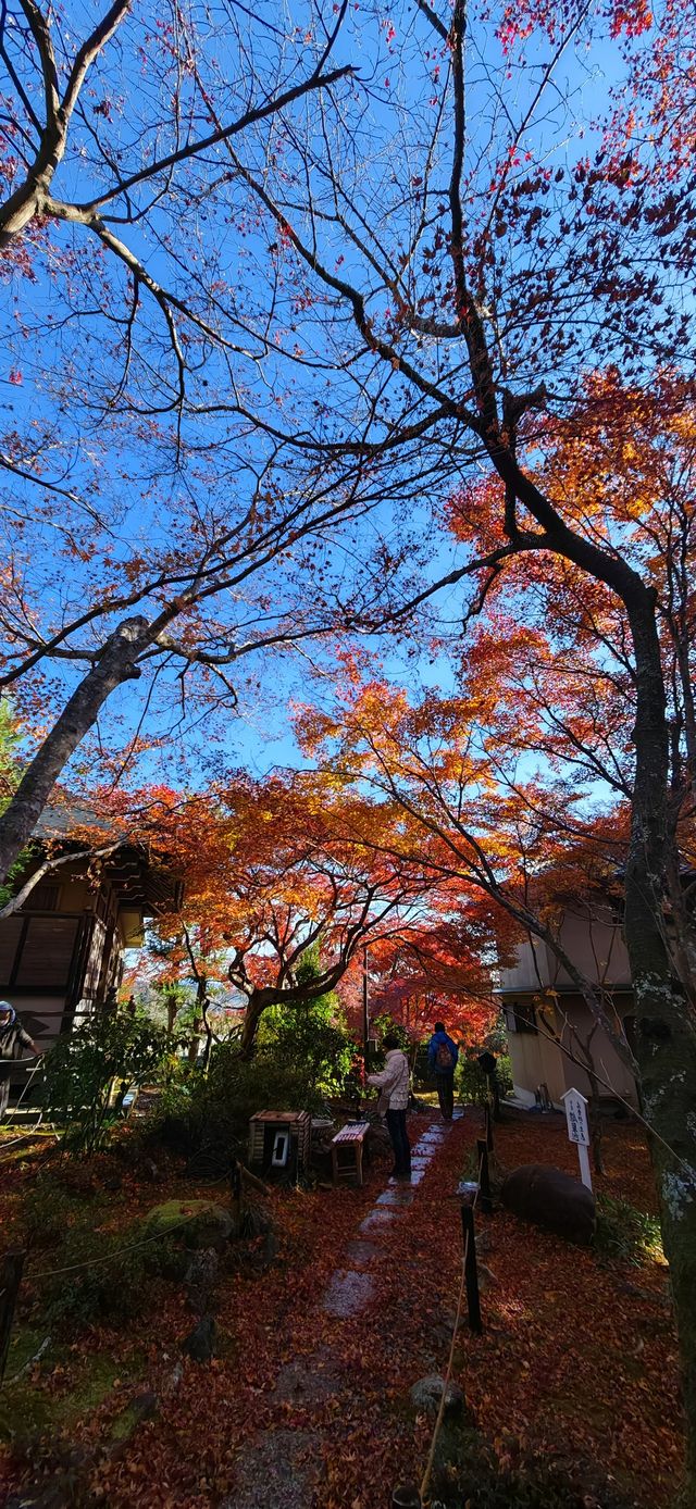 【最美紅葉季】京都檀林寺：寂靜的熱鬧的休養生息的…暖意