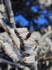 二十四節氣｜時維冬至 看千山暮雪