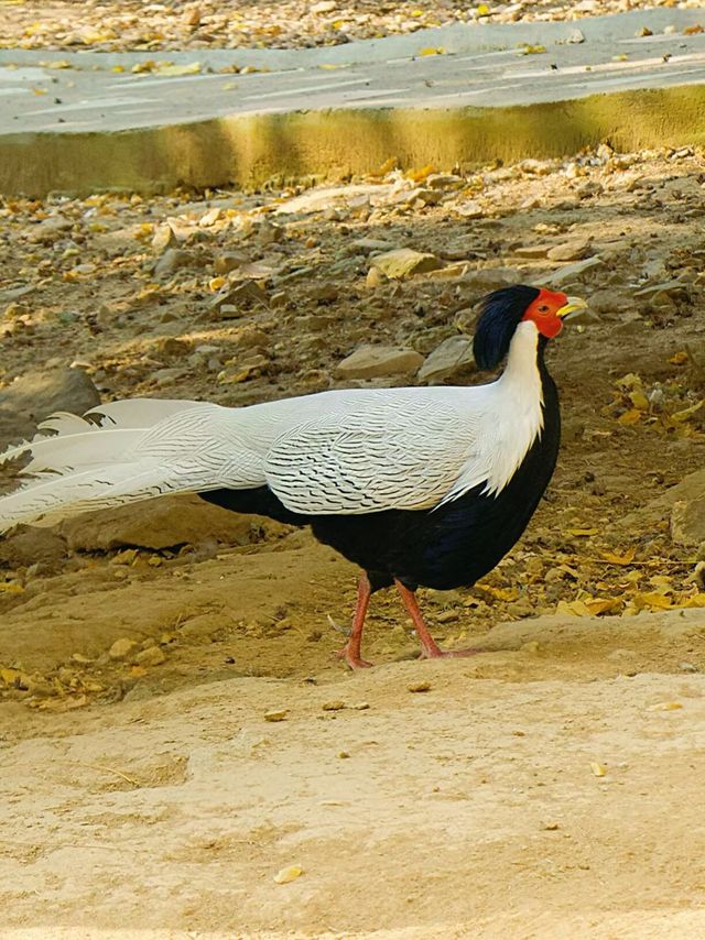 冬季反向遊 | 附鄭州動物園互動遊玩攻略