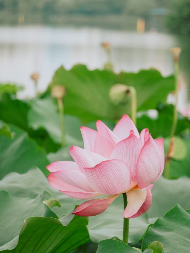 城市綠洲 | 長沙西湖公園初秋漫遊指南