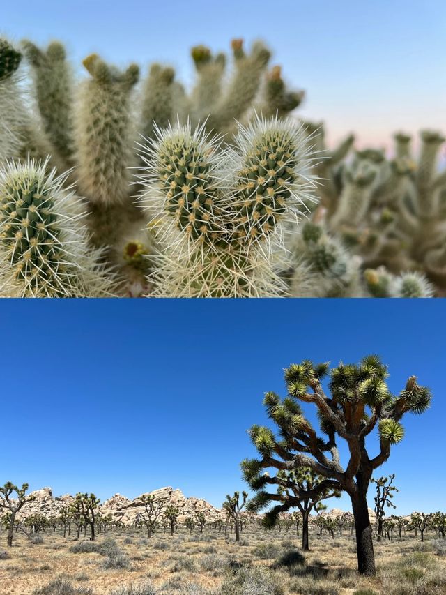 約書亞樹國家公園 | Joshua tree