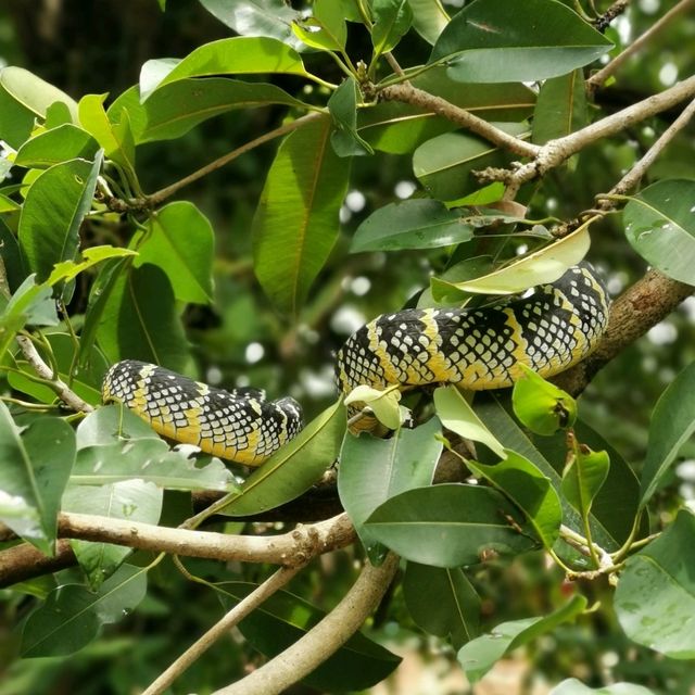 Amazing Snake Temple in Penang