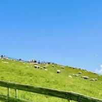 Daegwallyeong Sheep Farm - Swiss vibe