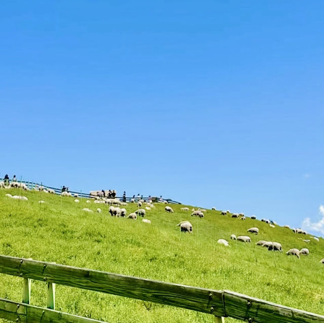 Daegwallyeong Sheep Farm - Swiss vibe