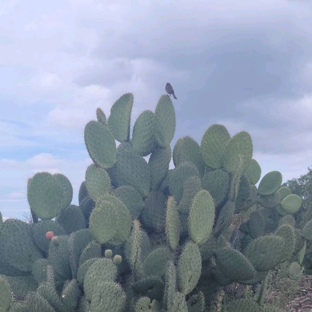 【メキシコシティ】テオティワカン