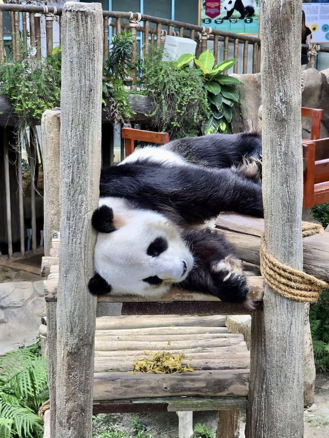 奇趣自然之旅：馬來西亞國家動物園漫遊記