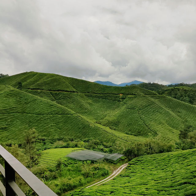 From Leaves to Brews: A Scenic Escape to BOH Tea Centre