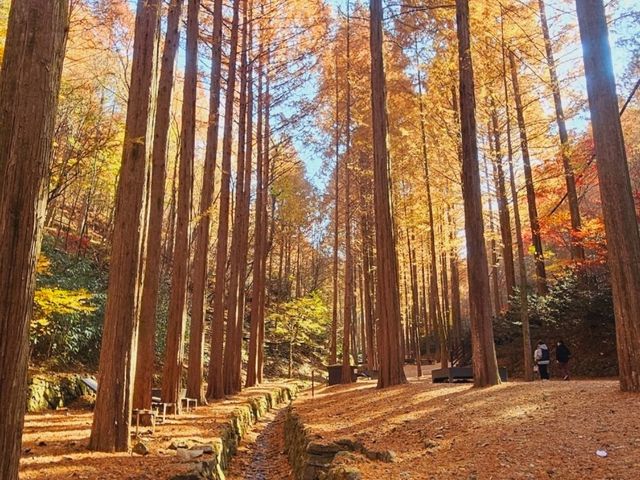 The Metasequioa walk at Jangtaesan Recreational Forest