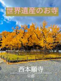 京都の世界遺産・重要文化財の宝庫🥰西本願寺💛🍁大銀杏も見事🥹🍁💛