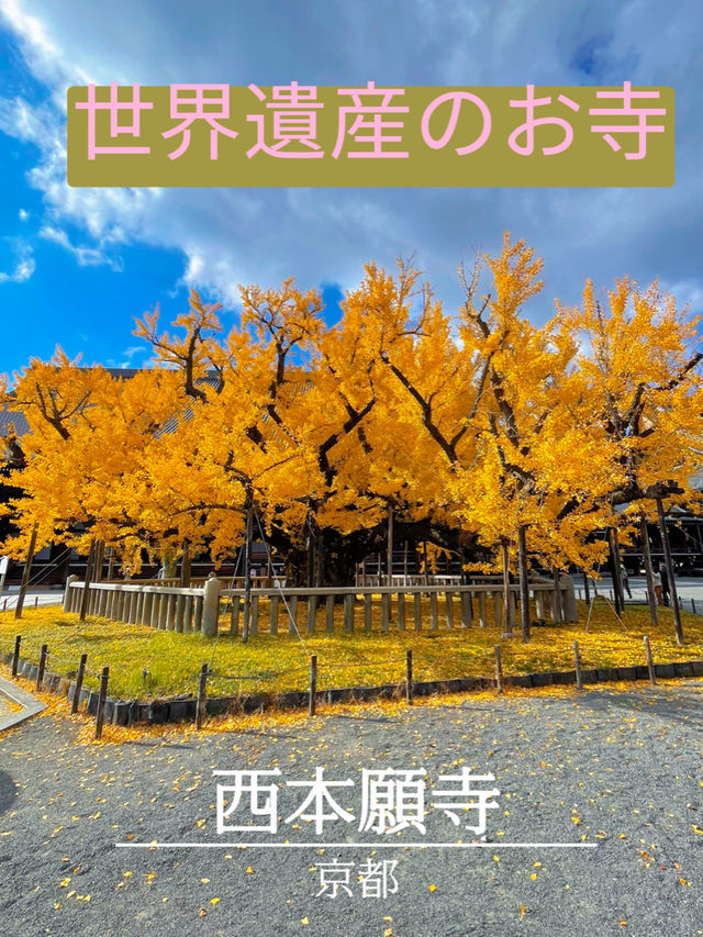 京都の世界遺産・重要文化財の宝庫🥰西本願寺💛🍁大銀杏も見事🥹🍁💛