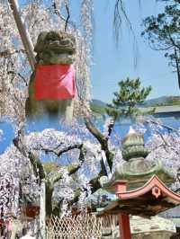 Serenity and Blossoms: A Hidden Gem at Himuro Shrine, Nara