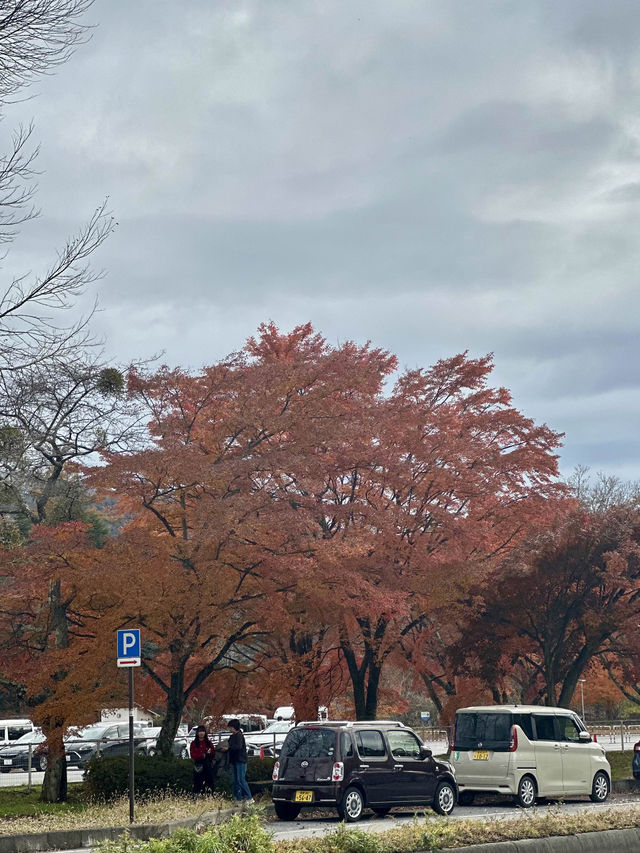 🍁 紅葉が織りなす秋の楽園：軽井沢の紅葉 🍂  