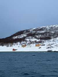 Whale Watching; Must Do in Tromso