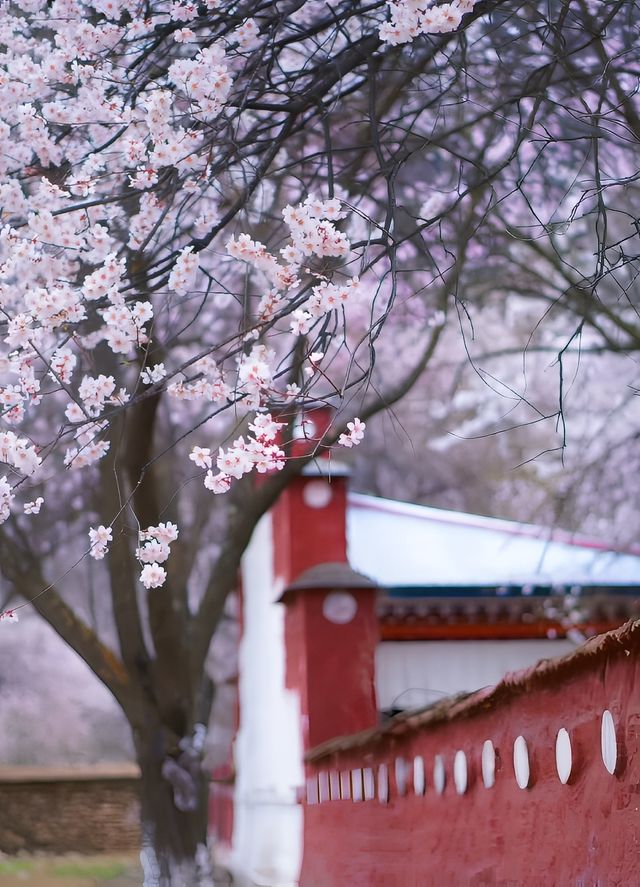 三月·川藏林芝桃花節（成都到拉薩）。