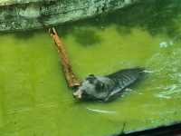 廣州動物園一遊。