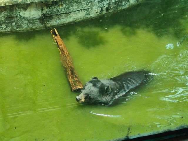 廣州動物園一遊。