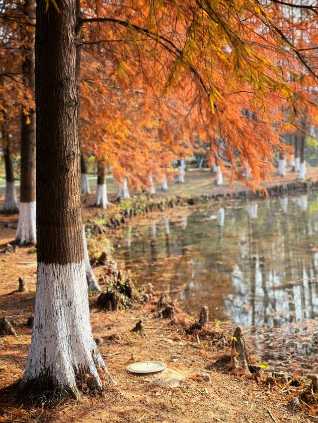 湘湖賞紅杉