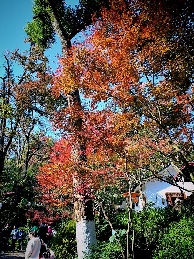 嶽麓山楓葉紅於二月紅