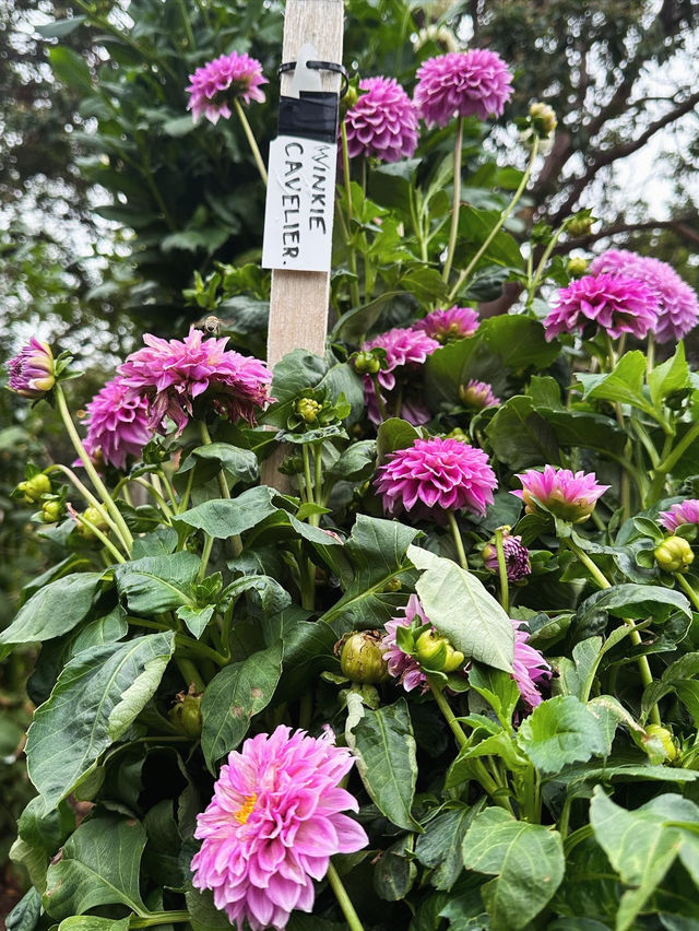 Admiring Colourful Flowers at Botanic Garden