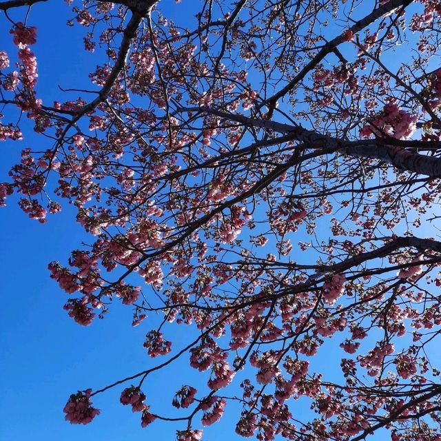 Early spring in Tokyo filled with blessings